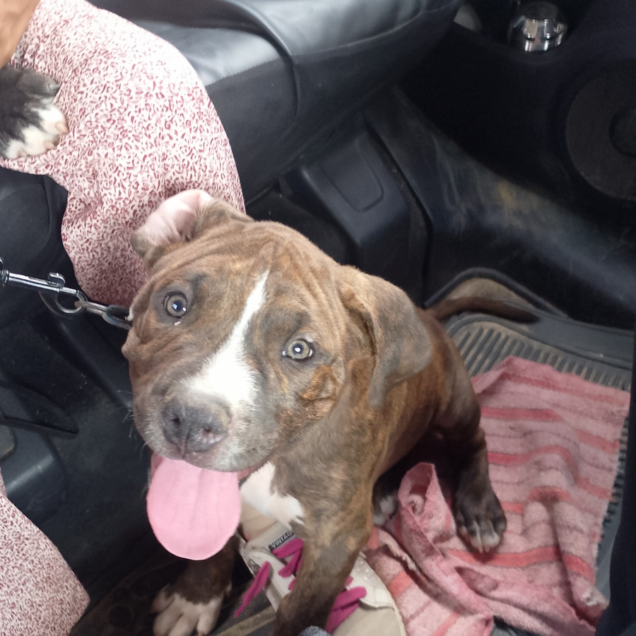 JACK | Raza American Pitbull Terrier | Perdido