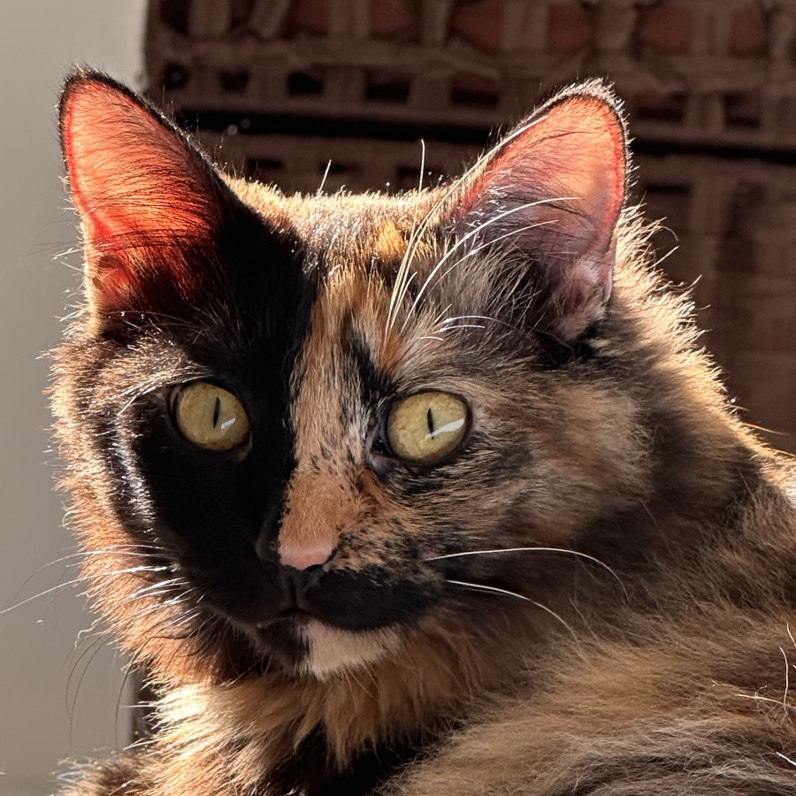 LULA | Raza Calicó de pelo semilargo | Final Feliz