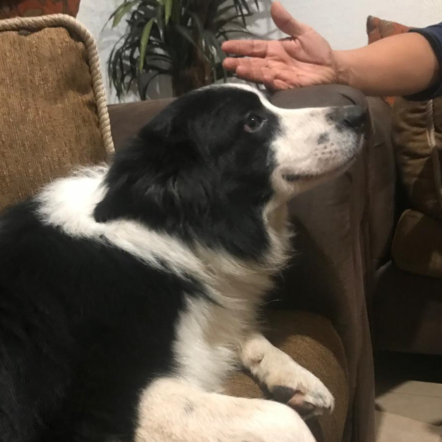 LUCKY | Raza Border Collie  | Final Feliz