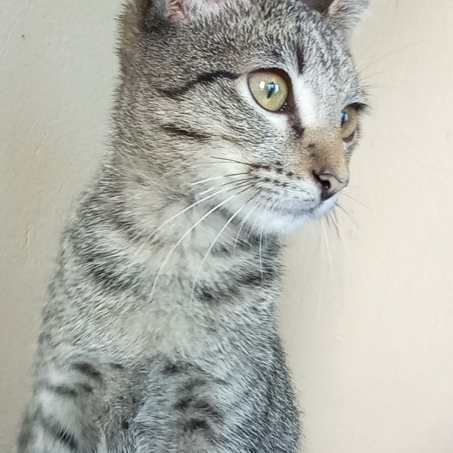 CHUKY | Raza Doméstico Americano de pelo corto | Perdido