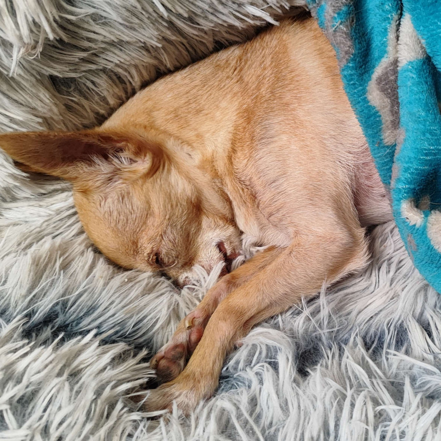 KIRA | Raza Chihuahua | Perdida