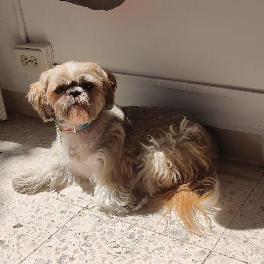 OCTAVIO | Raza Shih Tzu  | Perdido