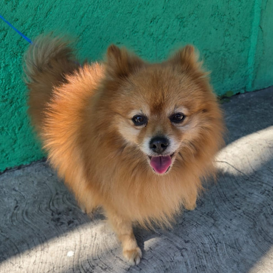  | Raza Pomerania | Final Feliz