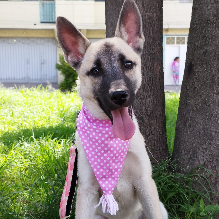 KALA | Raza Mestiza | En Adopción