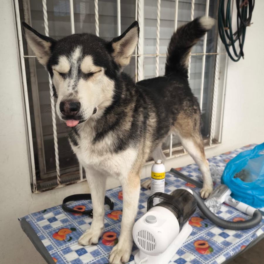 KOPPY | Raza Husky Siberiano | Perdido