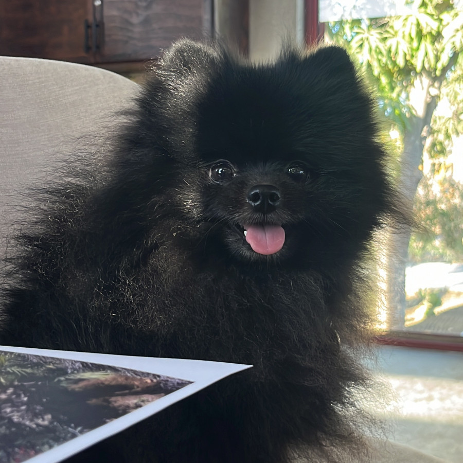 DORIAN | Raza Pomerania | Perdido