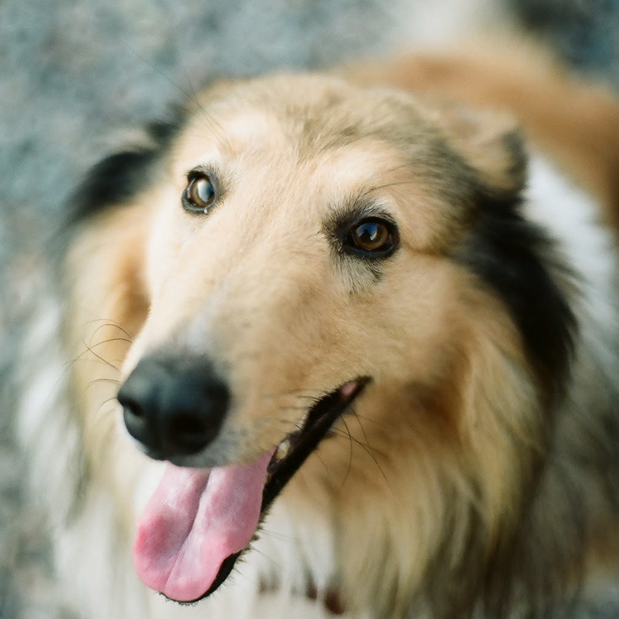 ROCO | Raza Collie | Perdido