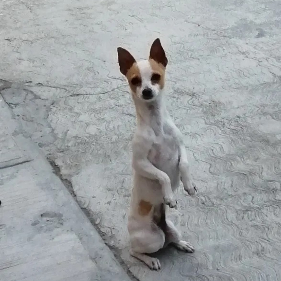 CANELA | Raza Chihuahua | Final Feliz