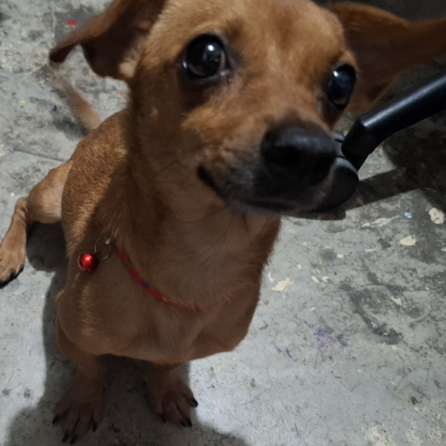 NIÑO | Raza Chihuahua | Perdido