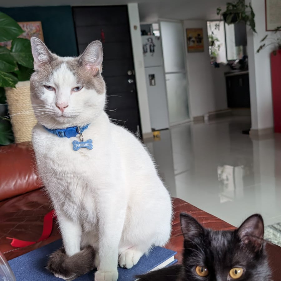 MINGUS | Raza Doméstico Americano de Pelo Corto | Perdido