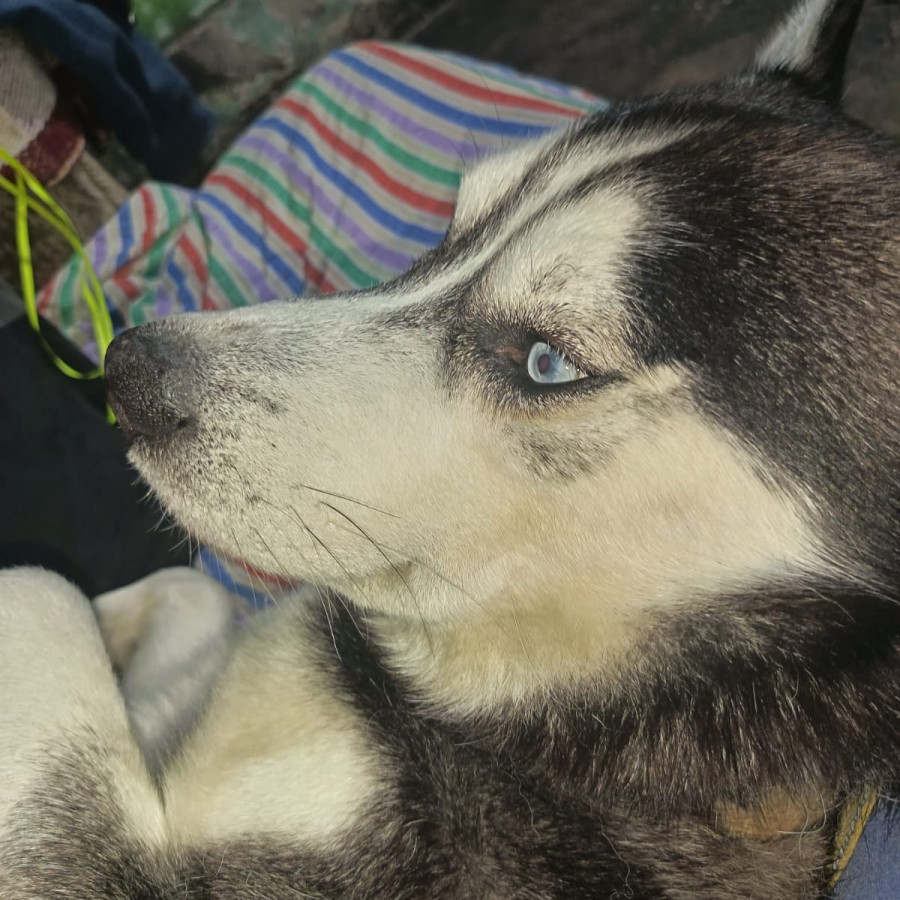 VIRGILIO | Raza Husky Siberiano | Final Feliz