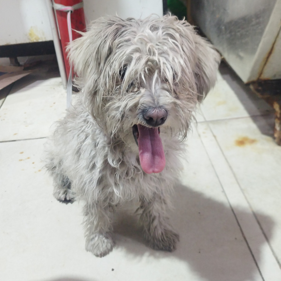  | Raza Mestizo, cruza de Maltés | Encontrado