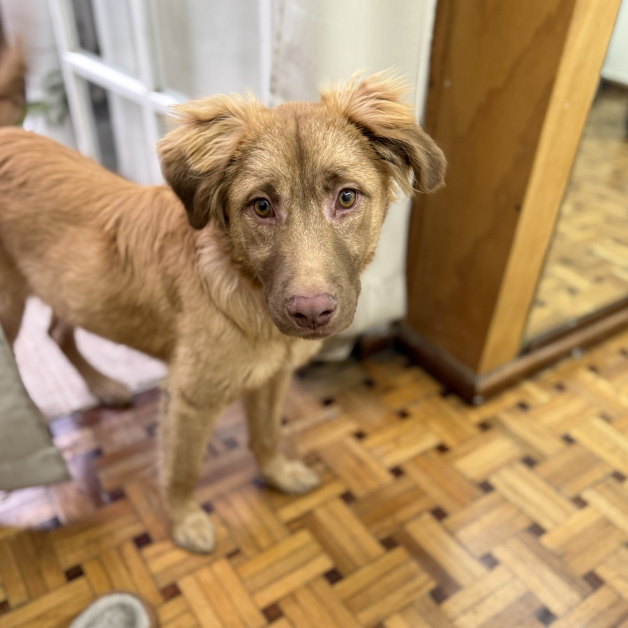  | Raza Mestizo | Encontrado