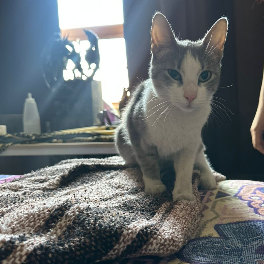  | Raza Doméstico Américano de Pelo Corto | Encontrada