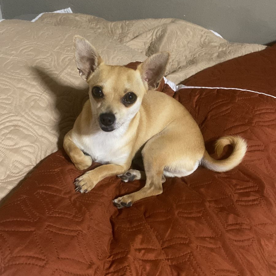 BINGO | Raza Chihuahua | Perdido