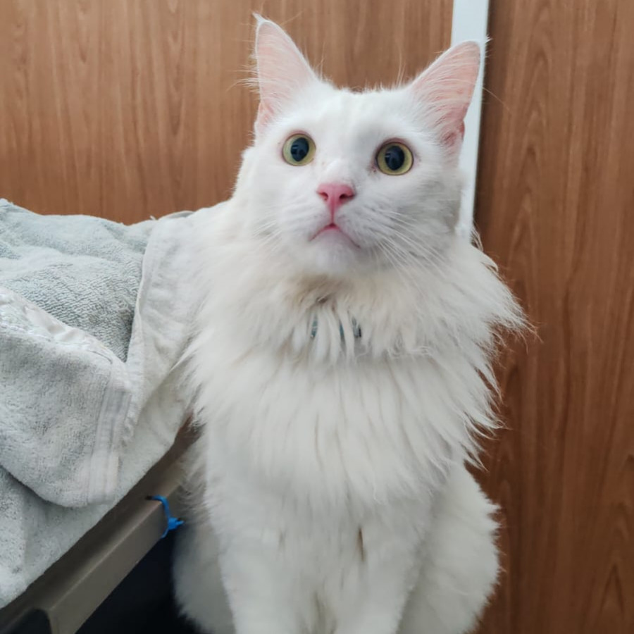  | Raza Angora Turco | Encontrada