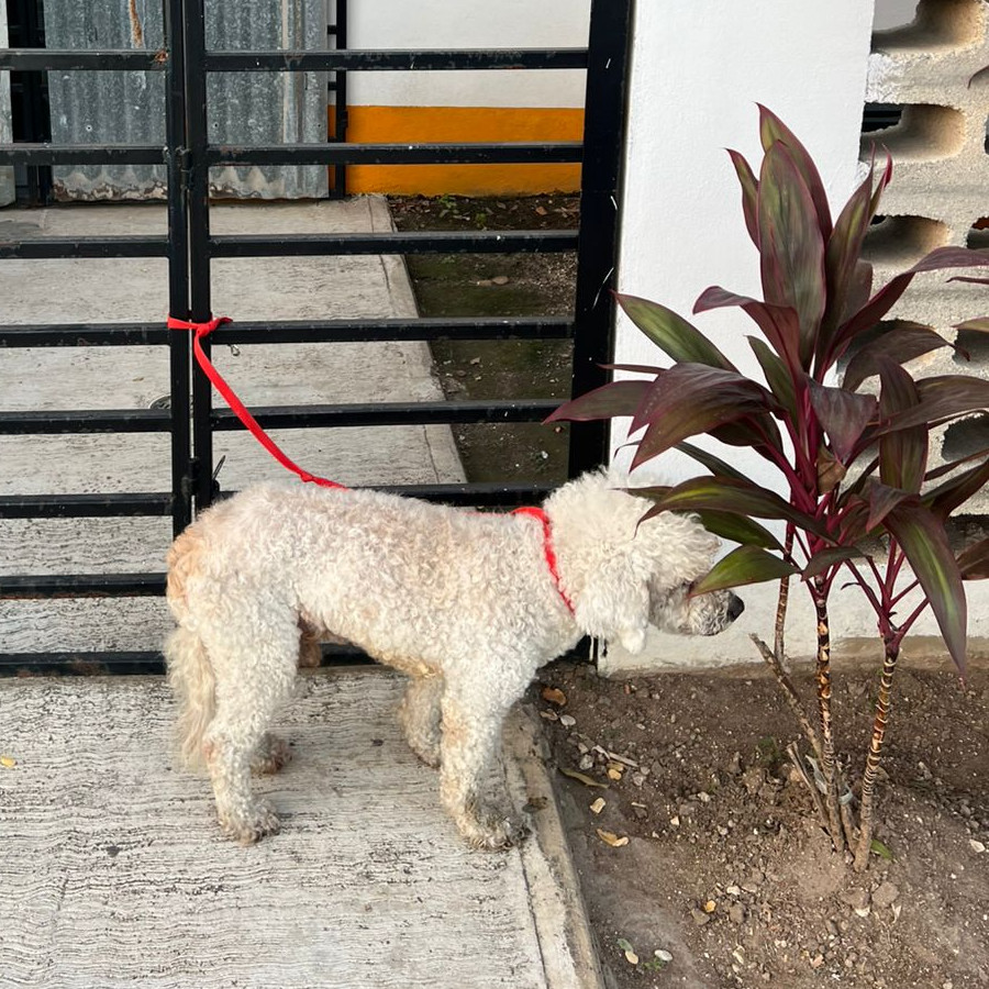 OLIVER | Raza Mestizo, cruza de French Poodle con Maltés,  (Maltipoo) | Perdido