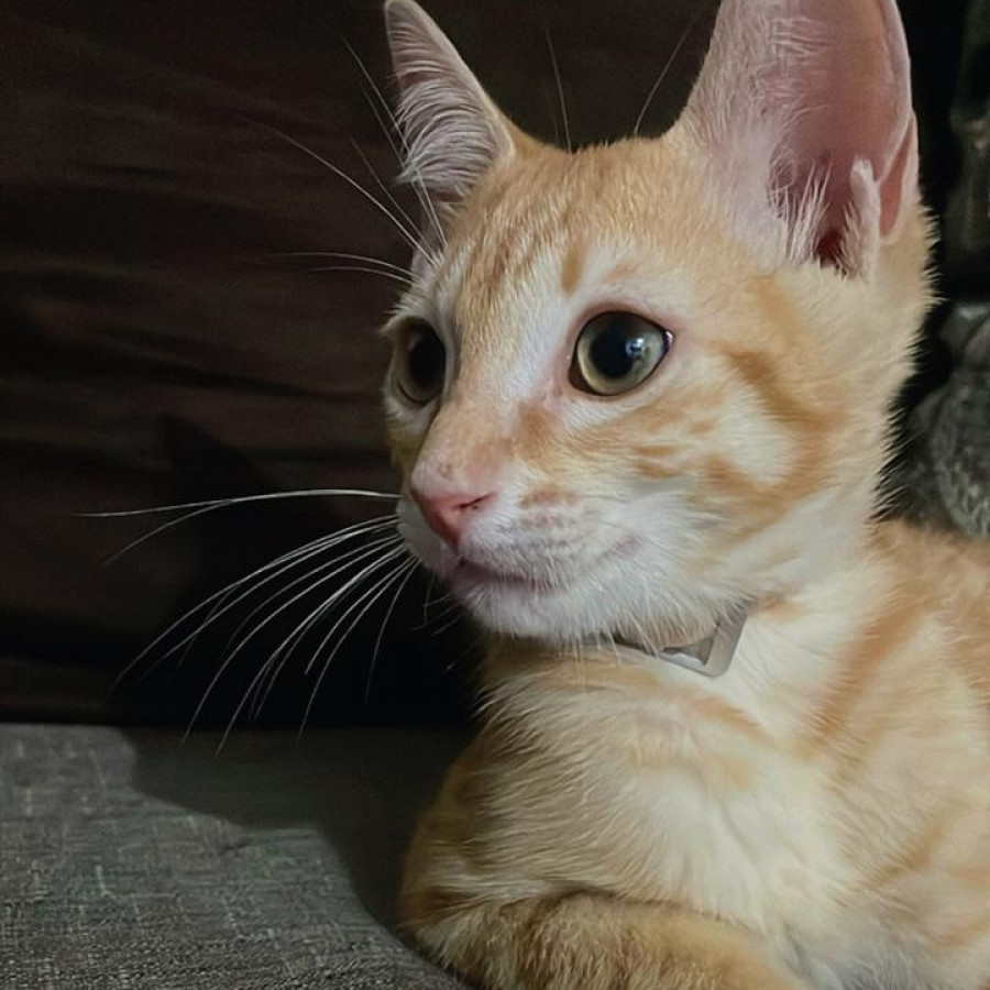 MILO | Raza Doméstico Américano de Pelo Corto | Final Feliz