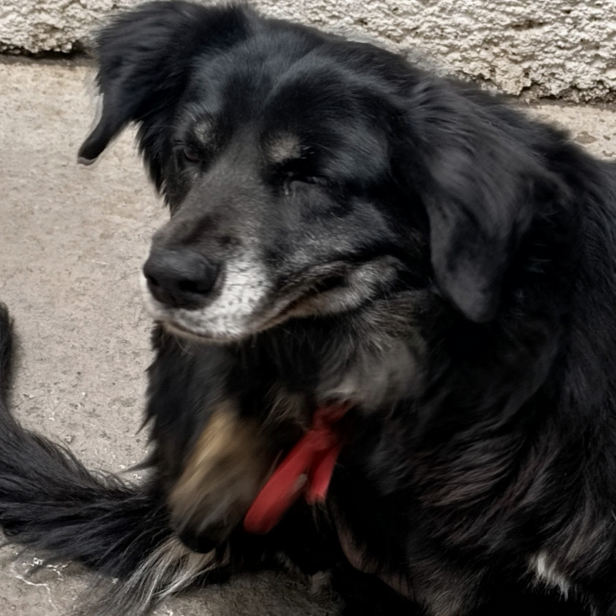  | Raza Mestiza | Encontrada