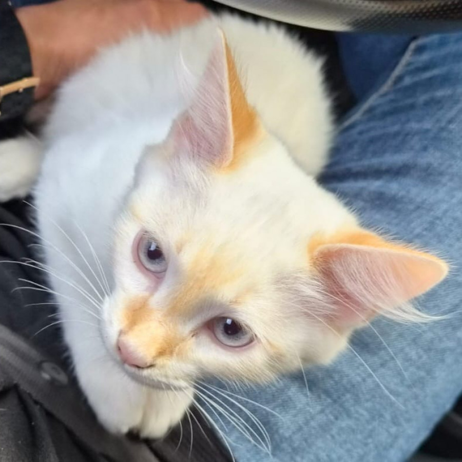 IRIS JOSÉ ROBERTO | Raza Balinés punto flama | Perdido