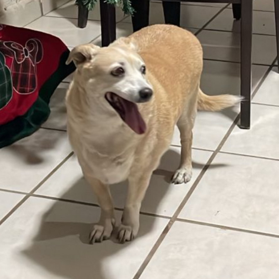 GOHAN | Raza Chihuahua | Final Feliz