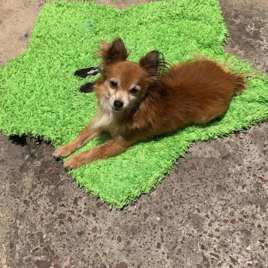 TOBY | Raza Mestizo, cruza de Pomerania con Chihuahua,  (Pomchi) | Final Feliz