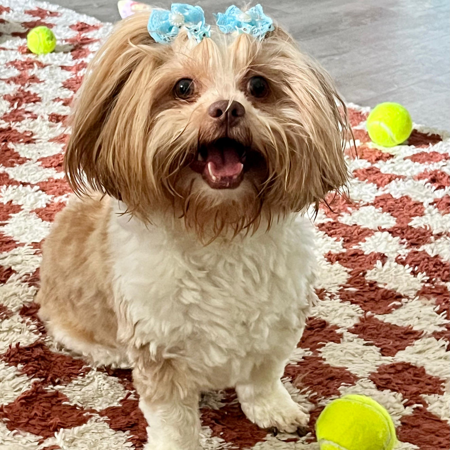 LATTE | Raza Shih Tzu  | Final Feliz