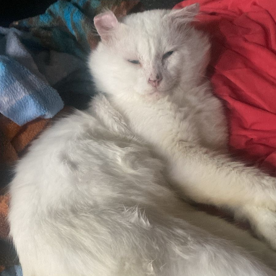 TOMOE | Raza Angora Turco | Perdido