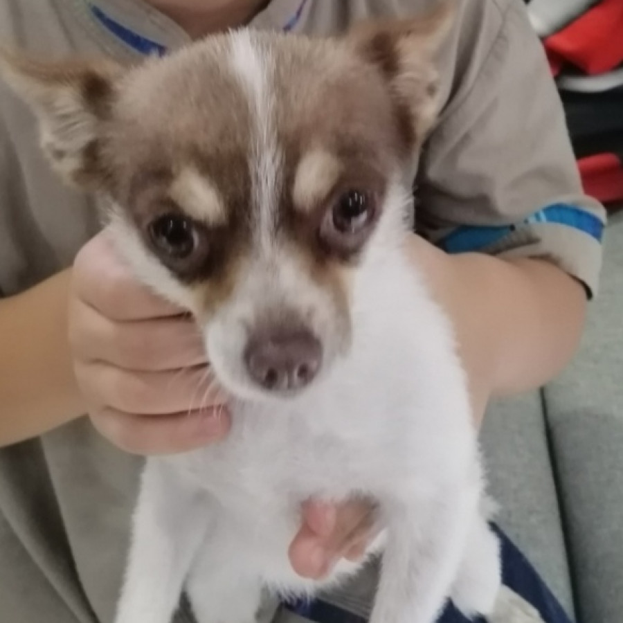 CHUCHIS | Raza Chihuahua | Perdida