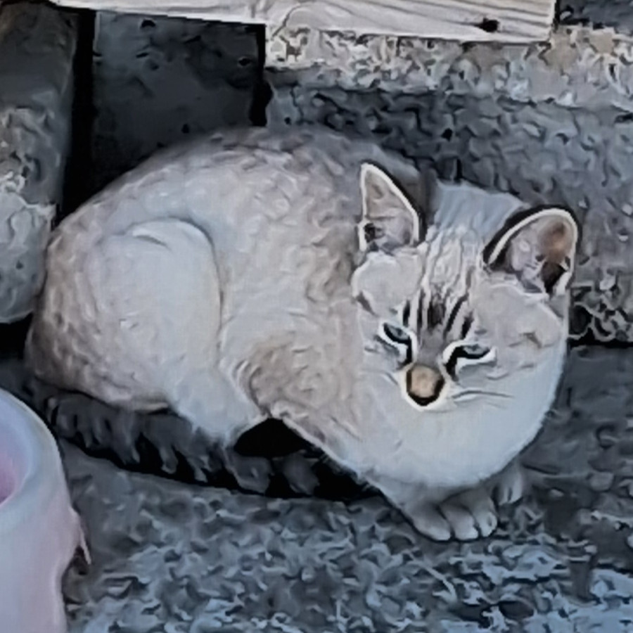 HERMOSO GATITO | Raza Aslan o Siamés Moderno Punto Tabby | En Adopción