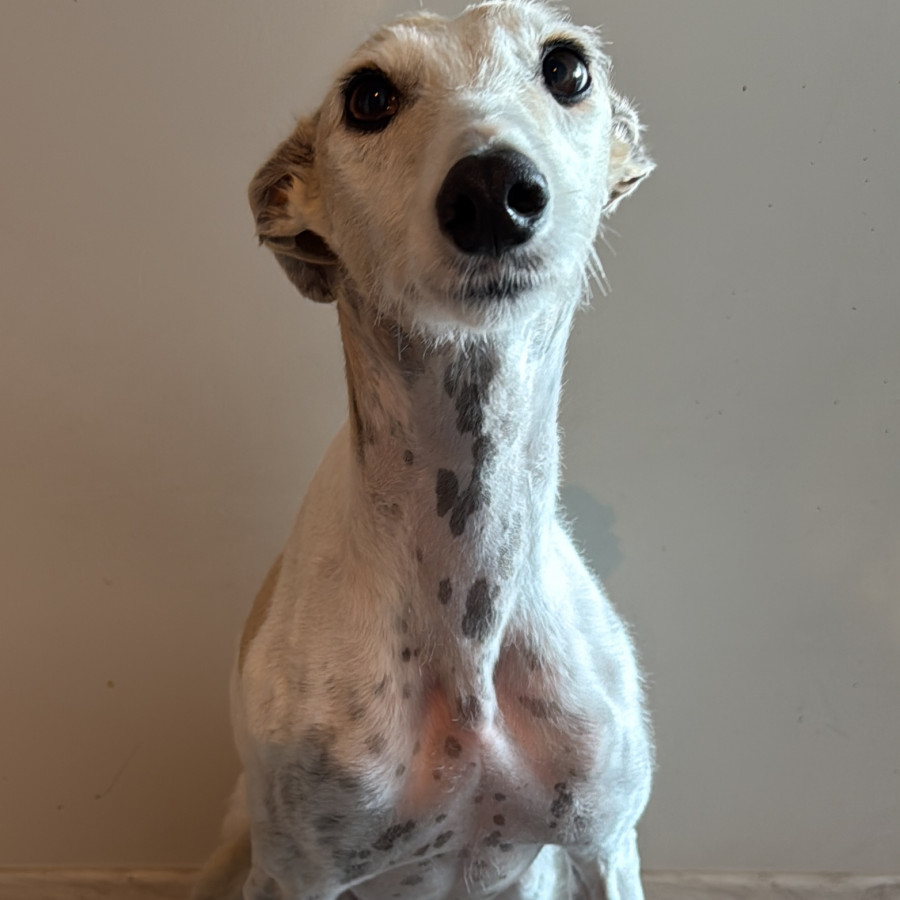 OLIVIA | Raza Galgo Inglés o Greyhound | Perdida