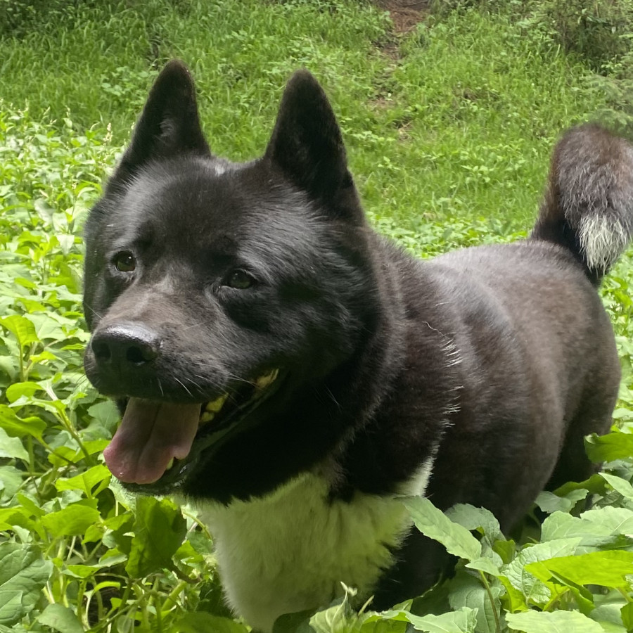 MAX | Raza Akita Americano   | Perdida