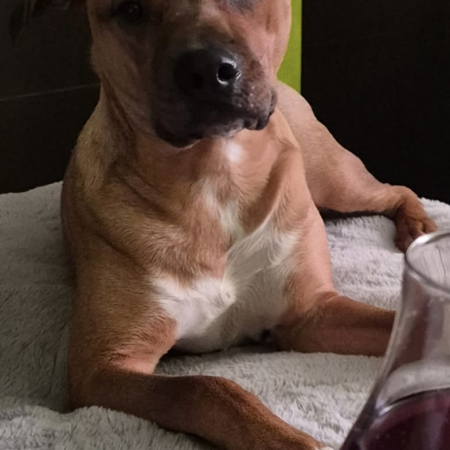 CANELO | Raza Mestizo, cruza de American Pitbull Terrier | Perdido