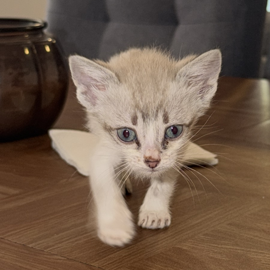 KIMI | Raza Aslan o Siamés Moderno Punto Tabby | Perdida