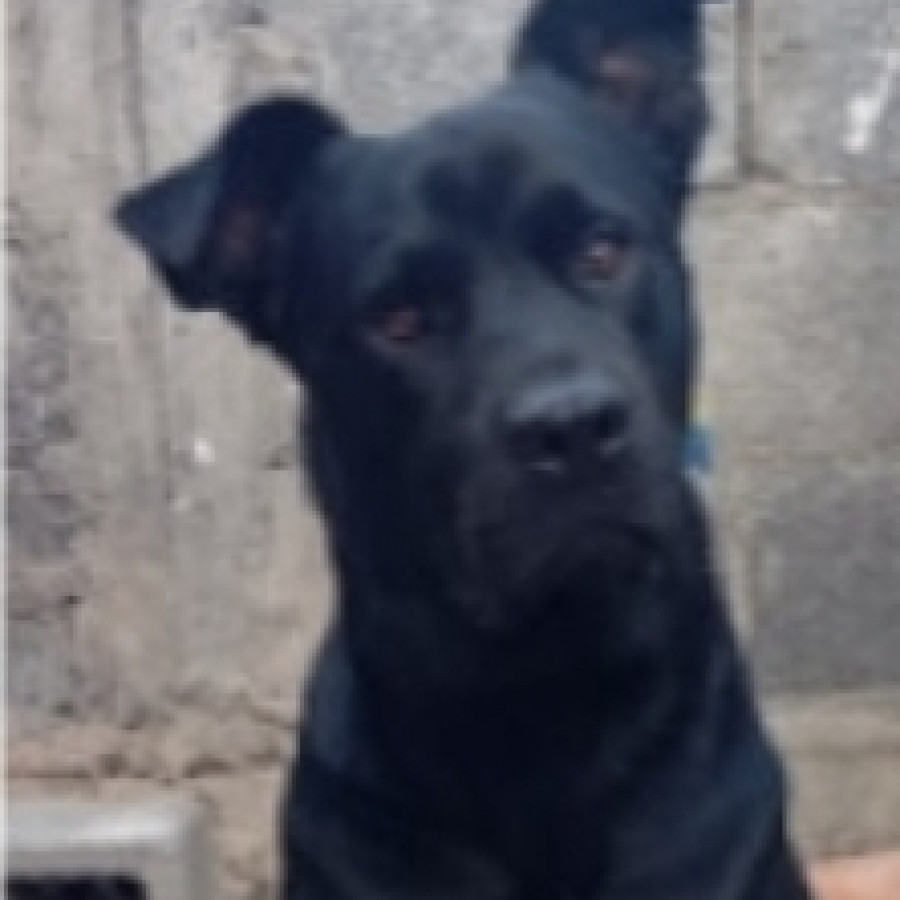 BOCHO | Raza Mestizo, cruza de Labrador con American Pitbull Terrier | Perdido
