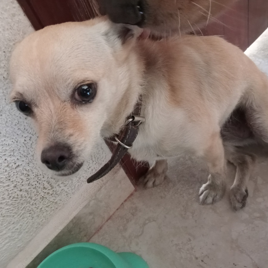 HERMOSA PELUDITA | Raza Chihuahua | En Adopción