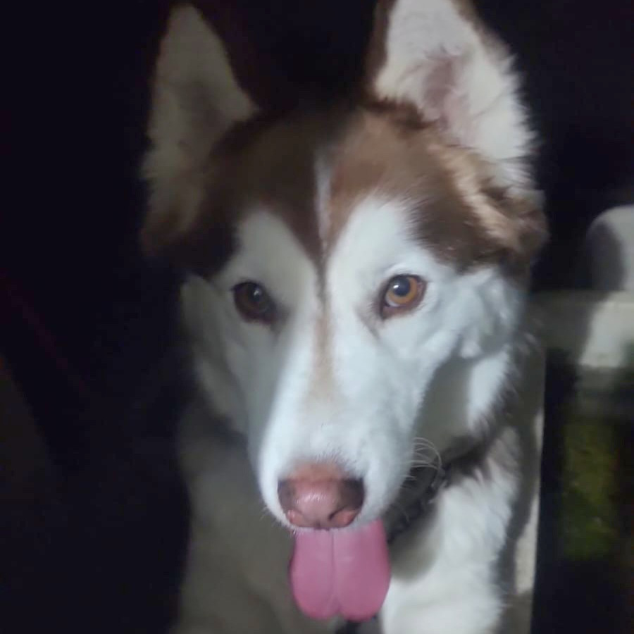 ONCA | Raza Husky Siberiano | Perdida