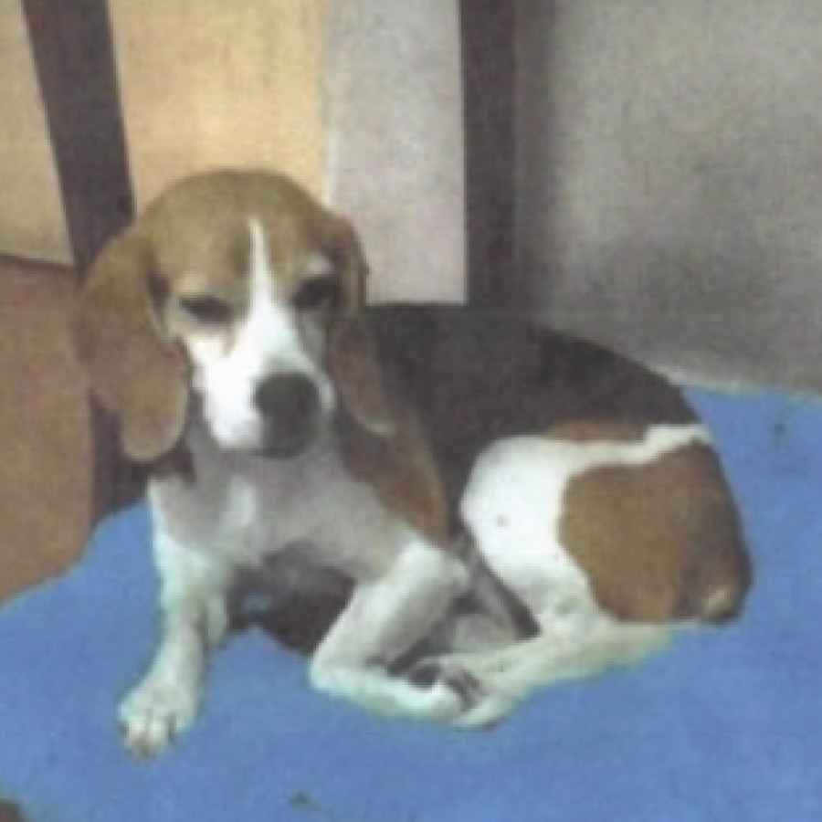  | Raza Beagle | Encontrada