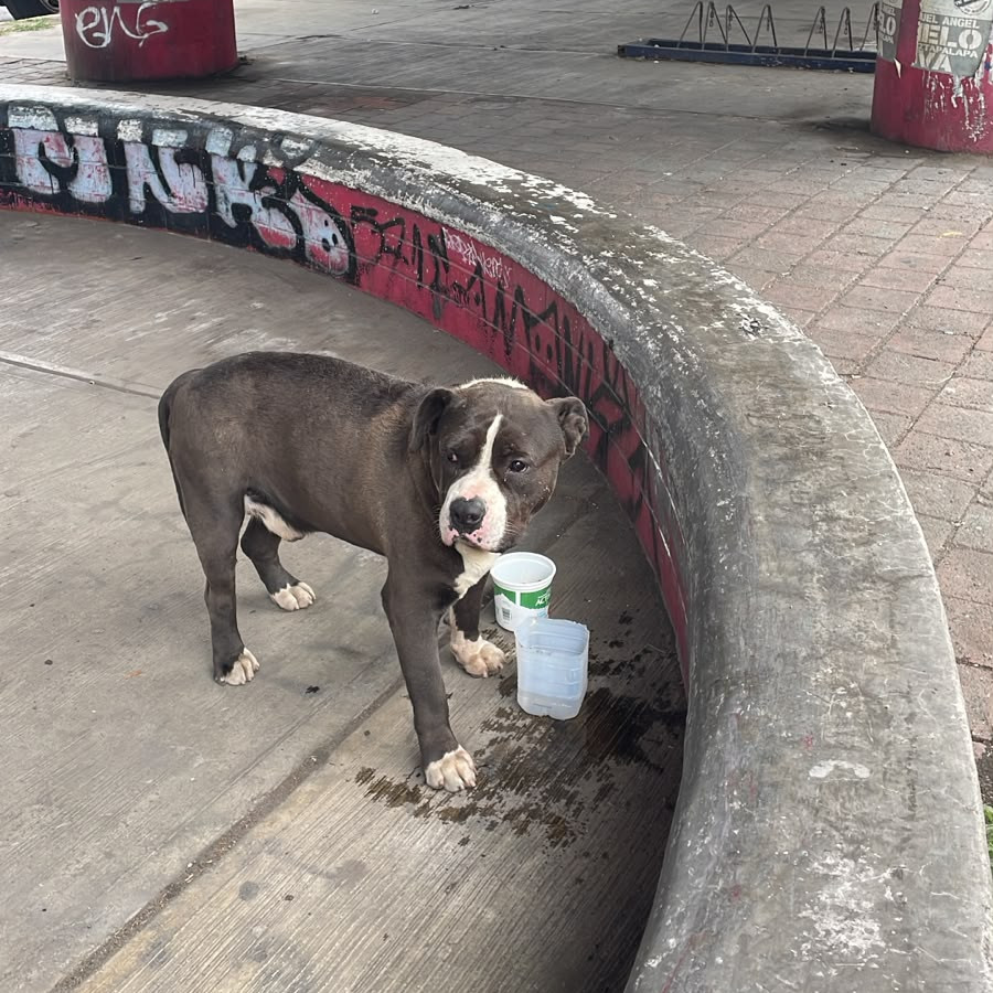  | Raza American Pitbull Terrier | Encontrado