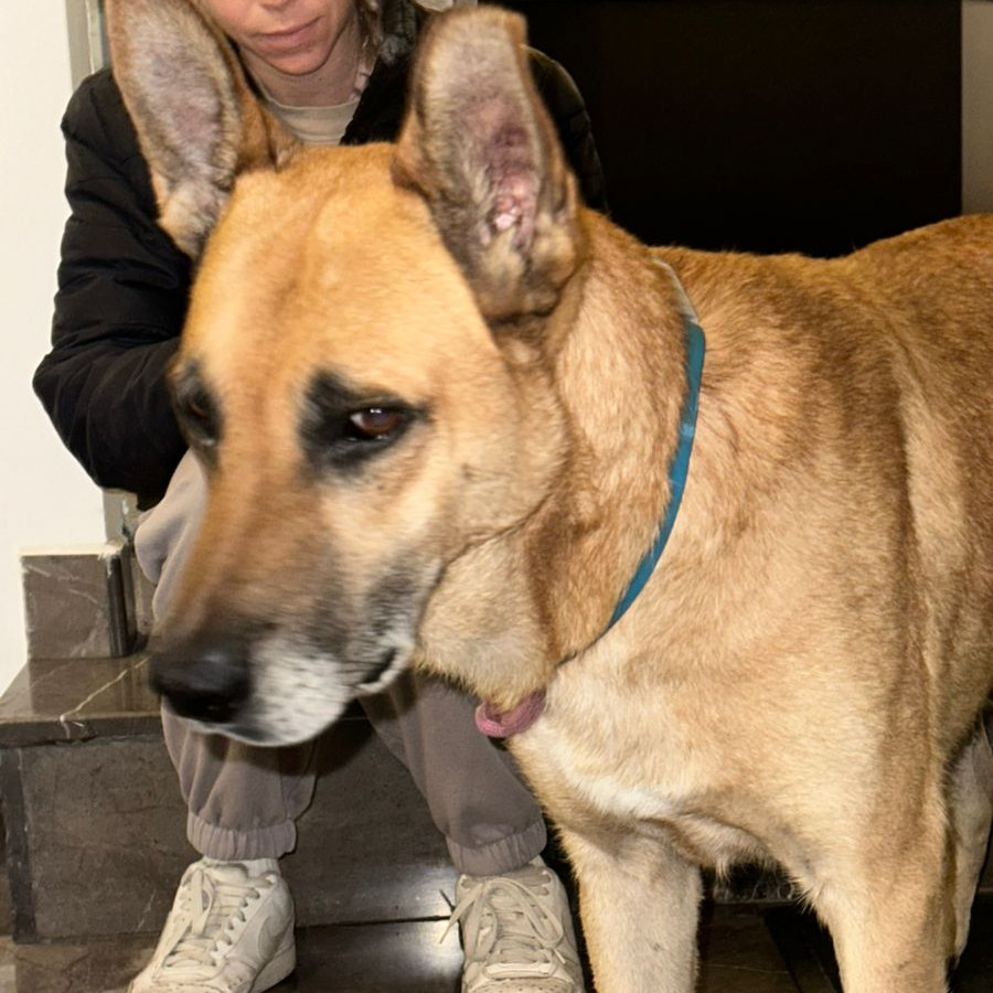  | Raza Mestizo, cruza de Pastor Belga Malinois | Encontrado