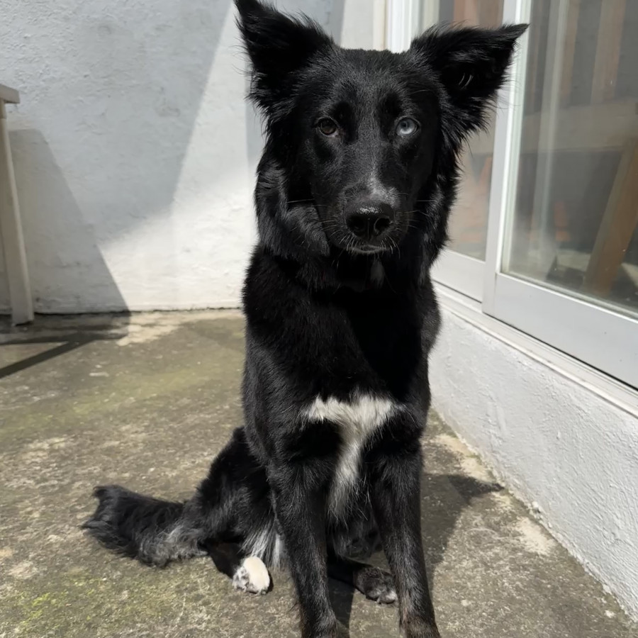  | Raza Mestiza,  cruza de Border Collie | Encontrada