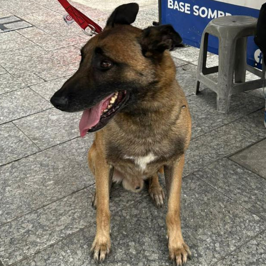 | Raza Pastor Belga Maliniois | Encontrado