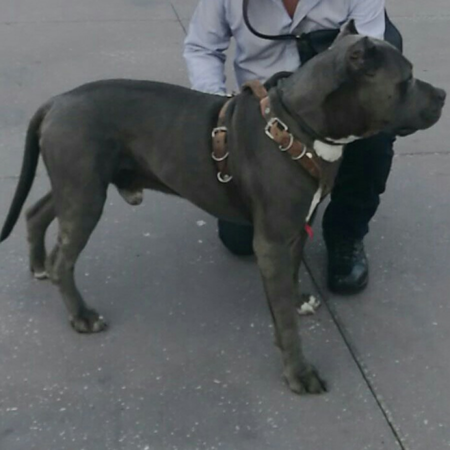 ROCO | Raza American Pitbull Terrier | Perdido