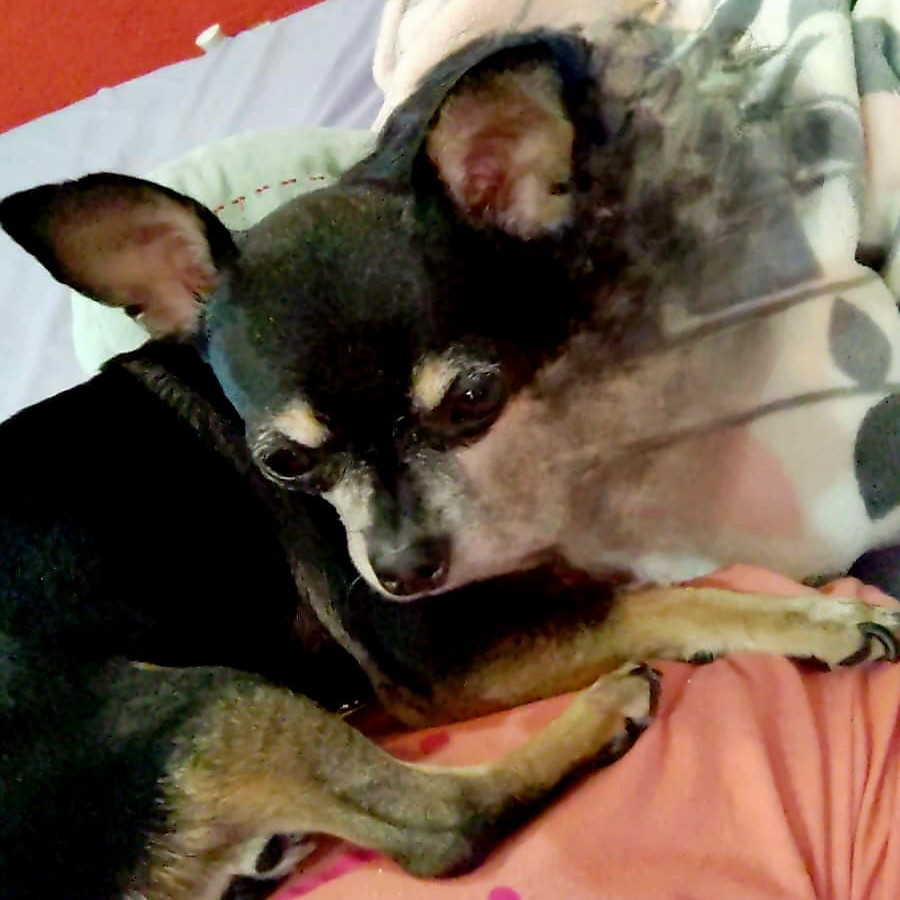 MICA | Raza Chihuahua | Perdida