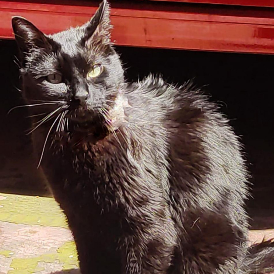 MAVIS | Raza Bombay | Perdido