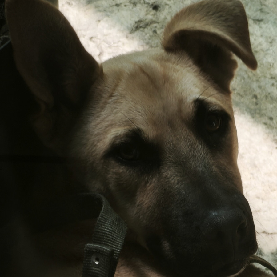 MILO | Raza Mestizo, cruza de Labrador con Pastor Alemán | En Adopción