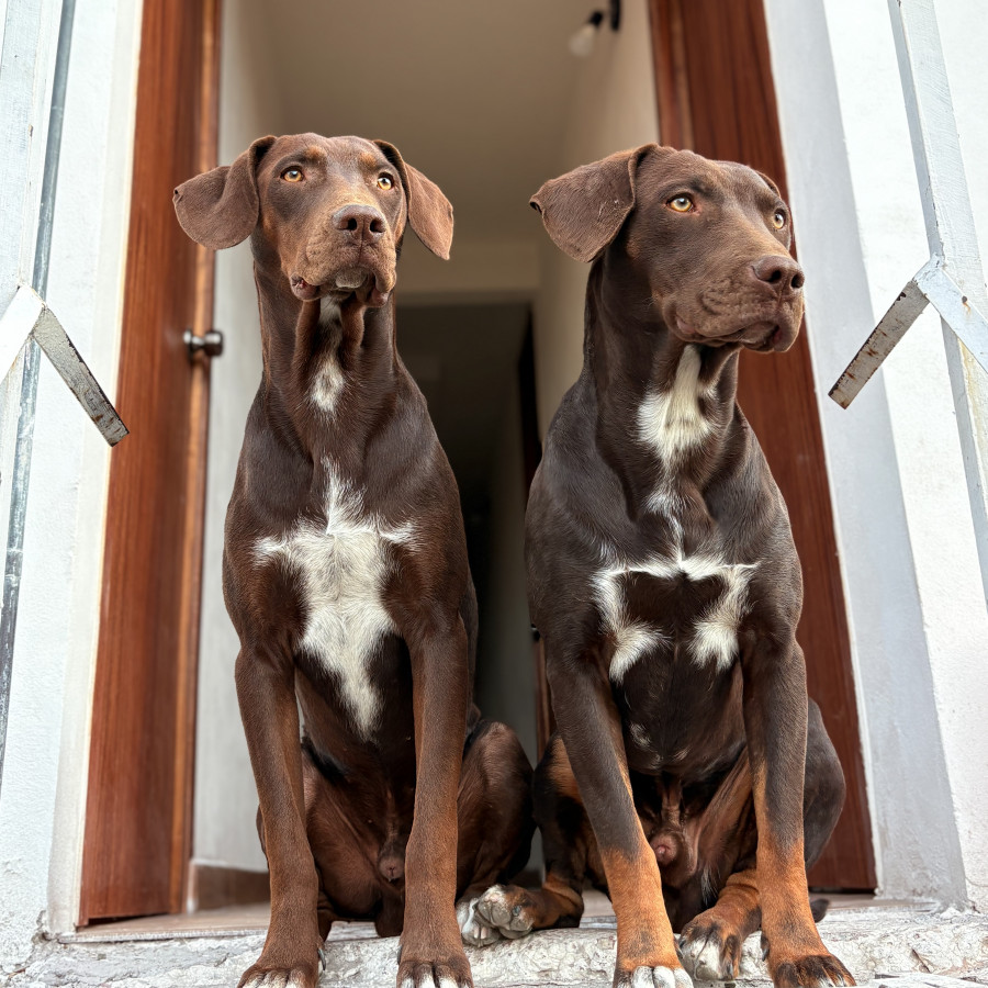 TLACUA Y CUACHE | Raza Mestizos, cruza de Dóberman Pinscher | Perdido