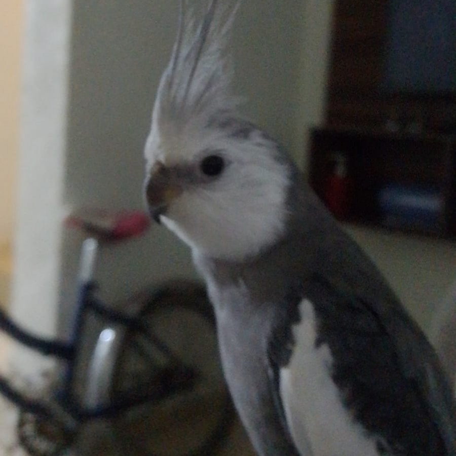 COPETES | Raza NINFA | Perdido