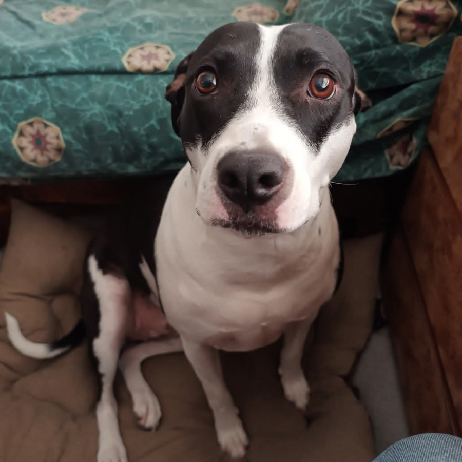 HACHI | Raza Mestiza, cruza de American Pitbull Terrier con A. Staffordshire Terrier | Final Feliz