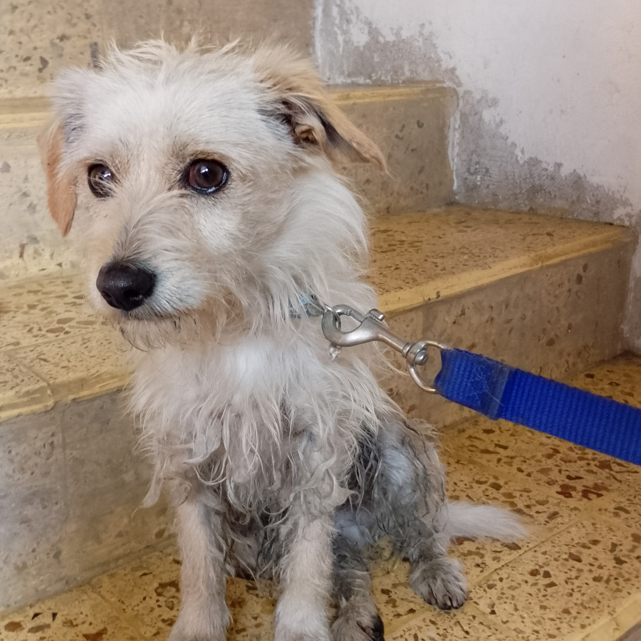  | Raza Mestizo | Encontrado